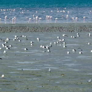 World Winter Bird Count Kuwait