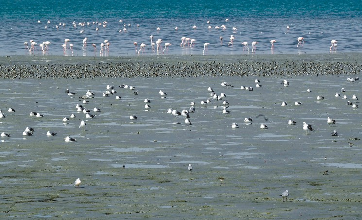 World Winter Bird Count Kuwait
