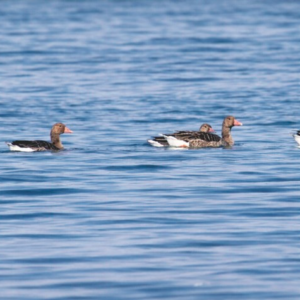 24 Wintering Bird Species Recorded in Kuwait During 2025 Monitoring Tour