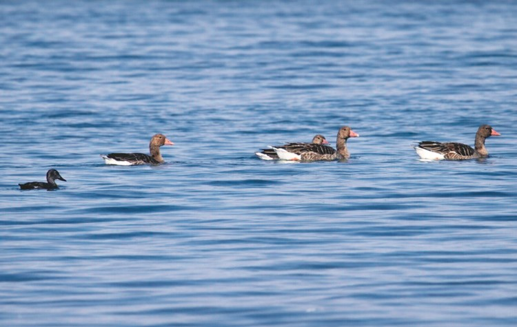 24 Wintering Bird Species Recorded in Kuwait During 2025 Monitoring Tour